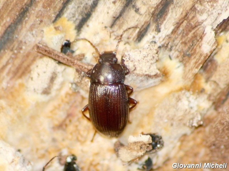 Serie di Tenebrionidae del Parco del Ticino